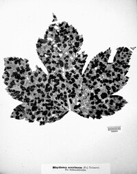 Rhytisma acerinum image